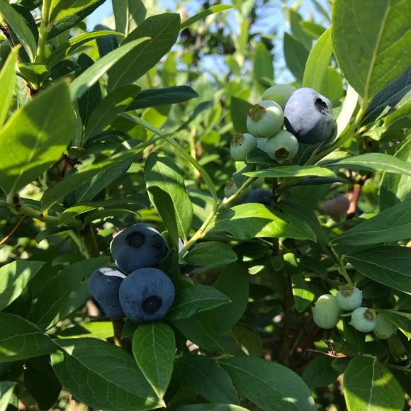 Meet your Posher, Julie - Picture 1 of 1